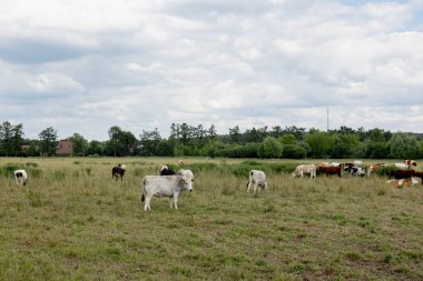 İnekler, yaz sığırlarının çiftliğindeki kuru otlaklarda otlarlar. Yüksek kalite fotoğraf