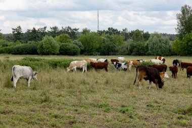 İnekler, yaz sığırlarının çiftliğindeki kuru otlaklarda otlarlar. Yüksek kalite fotoğraf