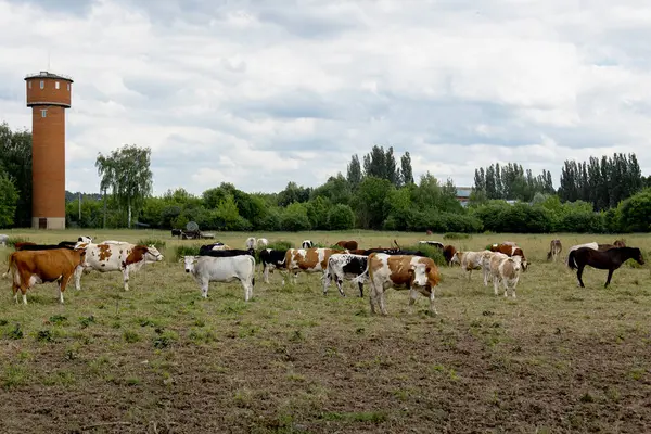 İnekler, yaz sığırlarının çiftliğindeki kuru otlaklarda otlarlar. Yüksek kalite fotoğraf