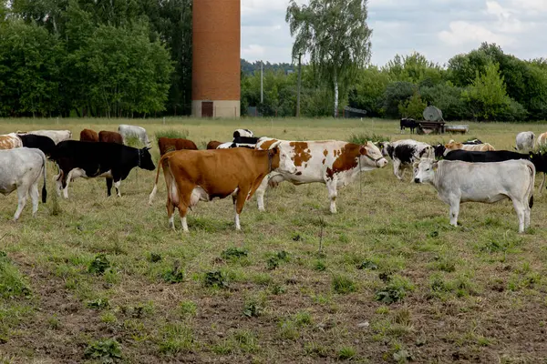 İnekler, yaz sığırlarının çiftliğindeki kuru otlaklarda otlarlar. Yüksek kalite fotoğraf