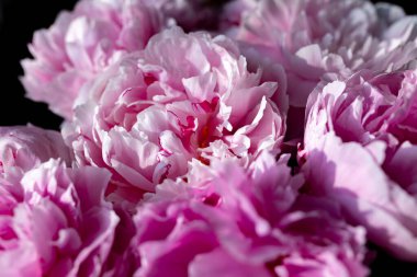 Taze pembe şakayık ve güller. Kart kavramı, pastel renkler, resmi kapat. Yüksek kalite fotoğraf