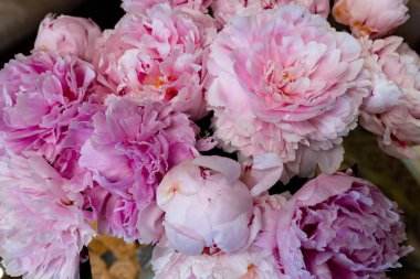 Taze pembe şakayık ve güller. Kart kavramı, pastel renkler, resmi kapat. Yüksek kalite fotoğraf