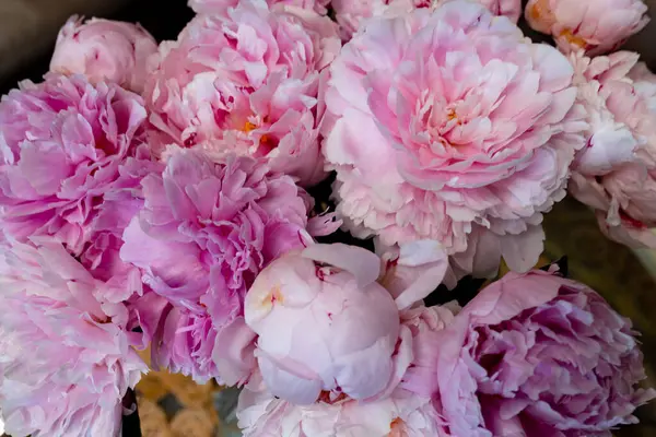 Taze pembe şakayık ve güller. Kart kavramı, pastel renkler, resmi kapat. Yüksek kalite fotoğraf