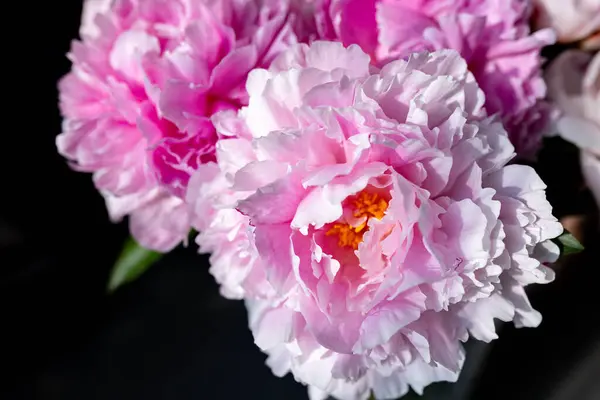 Taze pembe şakayık ve güller. Kart kavramı, pastel renkler, resmi kapat. Yüksek kalite fotoğraf