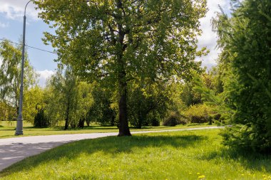 Baharda park, yemyeşil, güneşli bir gün - panoramik manzara. Yüksek kalite fotoğraf
