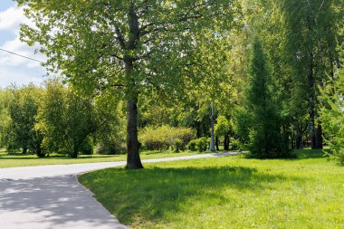 Baharda park, yemyeşil, güneşli bir gün - panoramik manzara. Yüksek kalite fotoğraf