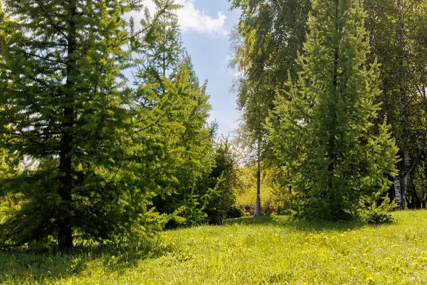 Baharda park, yemyeşil, güneşli bir gün - panoramik manzara. Yüksek kalite fotoğraf