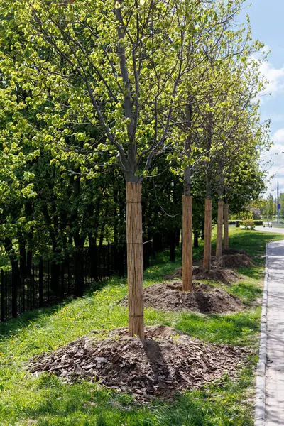 Yeşil yapraklı, parktaki patika boyunca uzanan bir sıra uzun ağaç. Ağaçlar eşit aralıktadır ve metal çitler patikaya paraleldir. Yüksek kalite fotoğraf