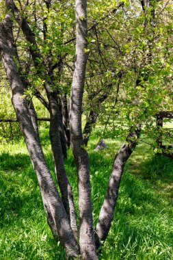 Kiraz Bahçesi. Çiçek açtıktan sonra bahçedeki kiraz ağaçlarının güzel yaz fotoğrafı. Yüksek kalite fotoğraf