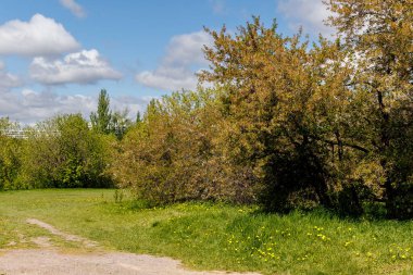 Kiraz Bahçesi. Çiçek açtıktan sonra bahçedeki kiraz ağaçlarının güzel yaz fotoğrafı. Yüksek kalite fotoğraf