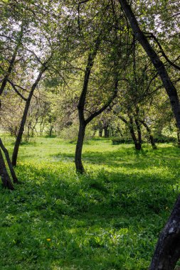 Kiraz Bahçesi. Çiçek açtıktan sonra bahçedeki kiraz ağaçlarının güzel yaz fotoğrafı. Yüksek kalite fotoğraf