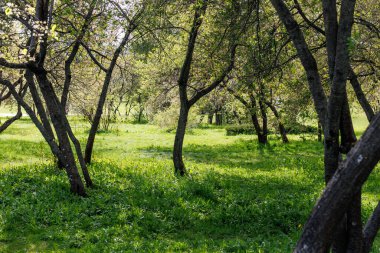 Kiraz Bahçesi. Çiçek açtıktan sonra bahçedeki kiraz ağaçlarının güzel yaz fotoğrafı. Yüksek kalite fotoğraf