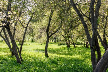 Kiraz Bahçesi. Çiçek açtıktan sonra bahçedeki kiraz ağaçlarının güzel yaz fotoğrafı. Yüksek kalite fotoğraf