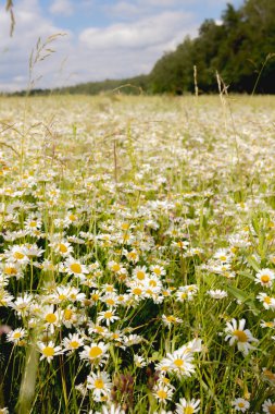 Doğada güneşli bir günde papatya tarlası. Bahar, yaz arkaplanı. Çayır çiçekleri. İlaç fabrikası. Yüksek kalite fotoğraf
