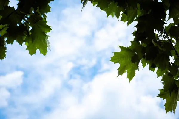 Dalların arasından mavi gökyüzü. Ağaç yaprakları ve mavi gökyüzü. Yüksek kalite fotoğraf