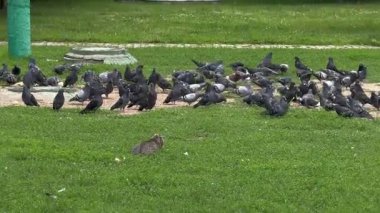 Kedi güvercinlerin karşısında oturur ve kuşların eşlik etmesinden zevk alarak onları izler. Yüksek kaliteli FullHD görüntüler