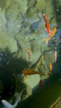 Fethiye, Türkiye 'deki bir otelin havuzunda renkli Japon sazan balığı yüzüyor. Dikey video. Yüksek kaliteli FullHD görüntüler