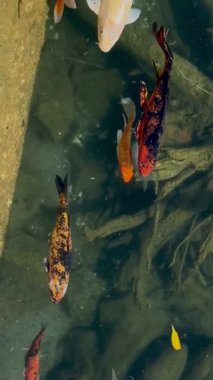 Fethiye, Türkiye 'deki bir otelin havuzunda renkli Japon sazan balığı yüzüyor. Dikey video. Yüksek kaliteli FullHD görüntüler