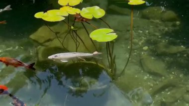 Renkli Japon sazan balığı Fethiye, Türkiye 'de bir otelde havuzda yüzüyor. Yüksek kalite FullHD görüntüler.