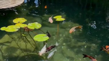 Renkli Japon sazan balığı Fethiye, Türkiye 'de bir otelde havuzda yüzüyor. Yüksek kalite FullHD görüntüler.