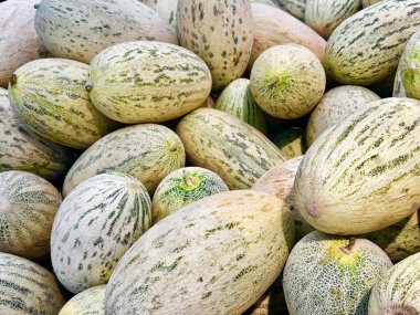 Süpermarkette karpuzların yakın çekimi, olgunluklarını ve kalitelerini gösteriyor. Yemek reklamı ve mutfak malzemeleri için uygun. Yüksek kalite fotoğraf.
