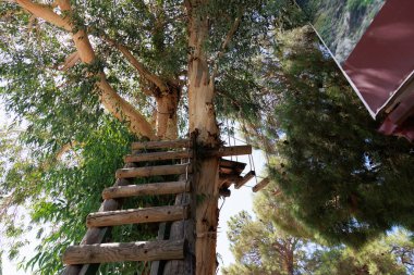 Bir ağaç için merdiven, bir yüksekliğe tırmanmak için, bir ip için ya da bir yükseklikteki engelleri aşmak için. Spor eğlencesi. Yüksek kalite fotoğraf