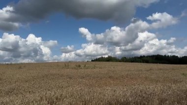 Buğday tarlası, hızlandırılmış fotoğrafçılık. Ufuktaki kalın gri bulutlar. Ön planda buğday dalları sallanıyor. Doğanın güzelliği, terk edilmiş gün batımı. Yüksek kaliteli FullHD görüntüler