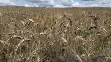 Buğday tarlası, hızlandırılmış fotoğrafçılık. Ufuktaki kalın gri bulutlar. Ön planda buğday dalları sallanıyor. Doğanın güzelliği, terk edilmiş gün batımı. Yüksek kaliteli FullHD görüntüler