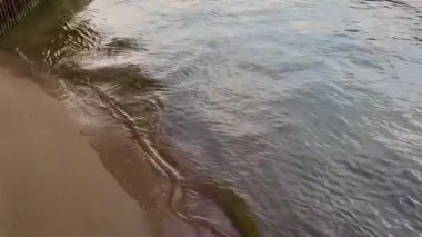 Istra Nehri kıyılarında sığ su sarı kum ve küçük tembel dalgalı temiz su. Plajdaki yaz videosu. Yüksek kaliteli FullHD görüntüler