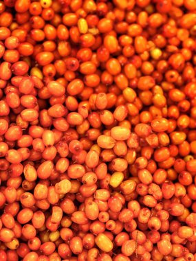 Deniz dikenli arkaplan duvar kağıdının parlak sarı turuncu meyveleri. Yüksek kalite fotoğraf