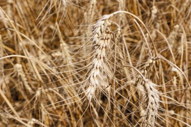 Buğday tarlası manzarası, yukarıdan gelen buğday, altın olgun buğday tarlası. Geçmişi ve teknikleri. Yaz hasadı. Yüksek kalite fotoğraf