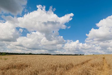Parlak mavi gökyüzünün altında, doğanın güzelliğini ve hasatın bolluğunu gösteren pitoresk bir altın buğday tarlası. Yüksek kalite fotoğraf