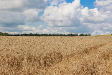 Parlak mavi gökyüzünün altında, doğanın güzelliğini ve hasatın bolluğunu gösteren pitoresk bir altın buğday tarlası. Yüksek kalite fotoğraf