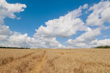 Parlak mavi gökyüzünün altında, doğanın güzelliğini ve hasatın bolluğunu gösteren pitoresk bir altın buğday tarlası. Yüksek kalite fotoğraf