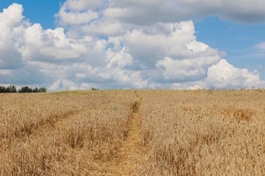 Parlak mavi gökyüzünün altında, doğanın güzelliğini ve hasatın bolluğunu gösteren pitoresk bir altın buğday tarlası. Yüksek kalite fotoğraf