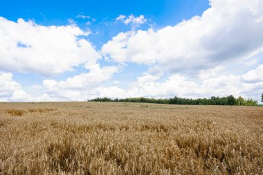 Parlak mavi gökyüzünün altında, doğanın güzelliğini ve hasatın bolluğunu gösteren pitoresk bir altın buğday tarlası. Yüksek kalite fotoğraf