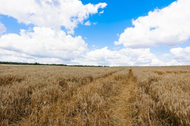 Parlak mavi gökyüzünün altında, doğanın güzelliğini ve hasatın bolluğunu gösteren pitoresk bir altın buğday tarlası. Yüksek kalite fotoğraf