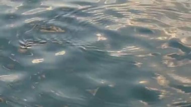 Tatlı su gölü Istra 'nın yüzeyinde daireler çizerek yüzen balıklar. - Rusya. Yüksek kaliteli FullHD görüntüler