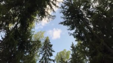 Ağaç tepelerinin ve mavi gökyüzünün canlı yaprakları yakaladığı yemyeşil bir manzara. Yüksek kaliteli FullHD görüntüler