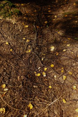 Bir ladin ormanında yere saçılmış sarı ağaç yapraklarıyla karıştırılmış düşmüş ladin dallarının yakın çekimi. Yüksek kalite fotoğraf