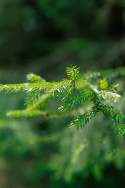 Spruce şubesi, seçici odaklanma. İğneli güzel bir ladin dalı. Doğadaki Noel ağacı. Yeşil ladin. Spruce yakın plan. Yüksek kalite fotoğraf