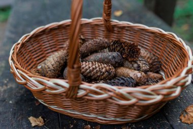 Eski ahşap bir masanın üzerindeki bir yaz parkında hasır sepetin içindeki Firavun konileri. Yüksek kalite fotoğraf