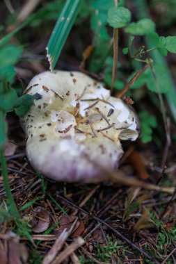 Yazın ortasında, parlak yeşil çimlerle çevrili büyük çam ağaçlarının altında büyüyen bir Rus mantarının yakın çekimi. Yüksek kalite fotoğraf