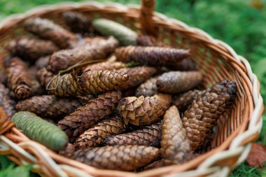 Bir yaz parkındaki hasır sepetin içindeki Firavun konileri yeşil çimlerin arka planına karşı. Yüksek kalite fotoğraf