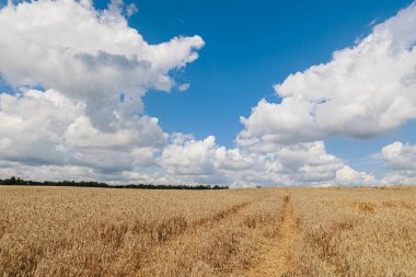 Parlak mavi gökyüzünün altında, doğanın güzelliğini ve hasatın bolluğunu gösteren pitoresk bir altın buğday tarlası. Yüksek kalite fotoğraf