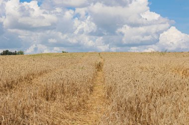 Parlak mavi gökyüzünün altında, doğanın güzelliğini ve hasatın bolluğunu gösteren pitoresk bir altın buğday tarlası. Yüksek kalite fotoğraf