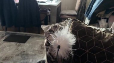 Oyuncu bir İngiliz kedisi dans eden tüylü bir oyuncağa büyülenmiş gibi görünür ve rahat bir oturma odasında ona saldırır. Yüksek kaliteli FullHD görüntüler