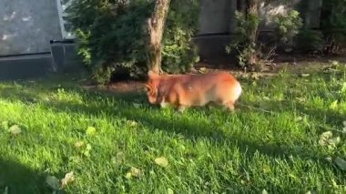 Tarlada koşan Pembroke Welsh Corgi 'nin yakın çekimi. Yüksek kaliteli FullHD görüntüler