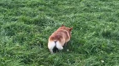 Tarlada koşan Pembroke Welsh Corgi 'nin yakın çekimi. Yüksek kaliteli FullHD görüntüler