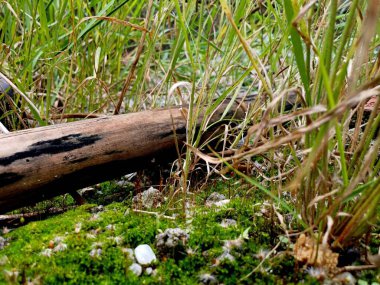 Bereketli yeşil çimenler ve canlı yosunlarla çevrili ahşap bir kütüğün bulunduğu doğal bir sahnenin yakın çekimi. Huzurlu, doğal bir ortamın karmaşık dokularını ve toprak tonlarını gözler önüne seriyor..